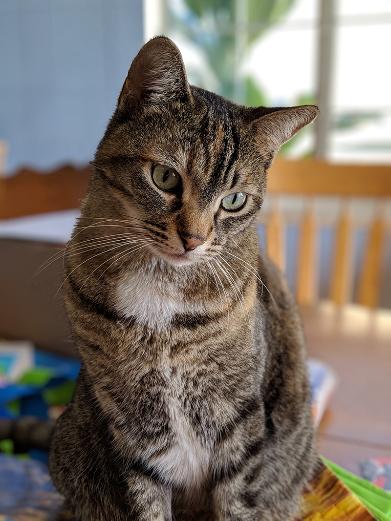 Haru the brown tabby looking down on the haters