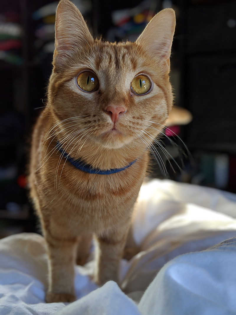 Walter the orange tabby cat getting too close to the camera