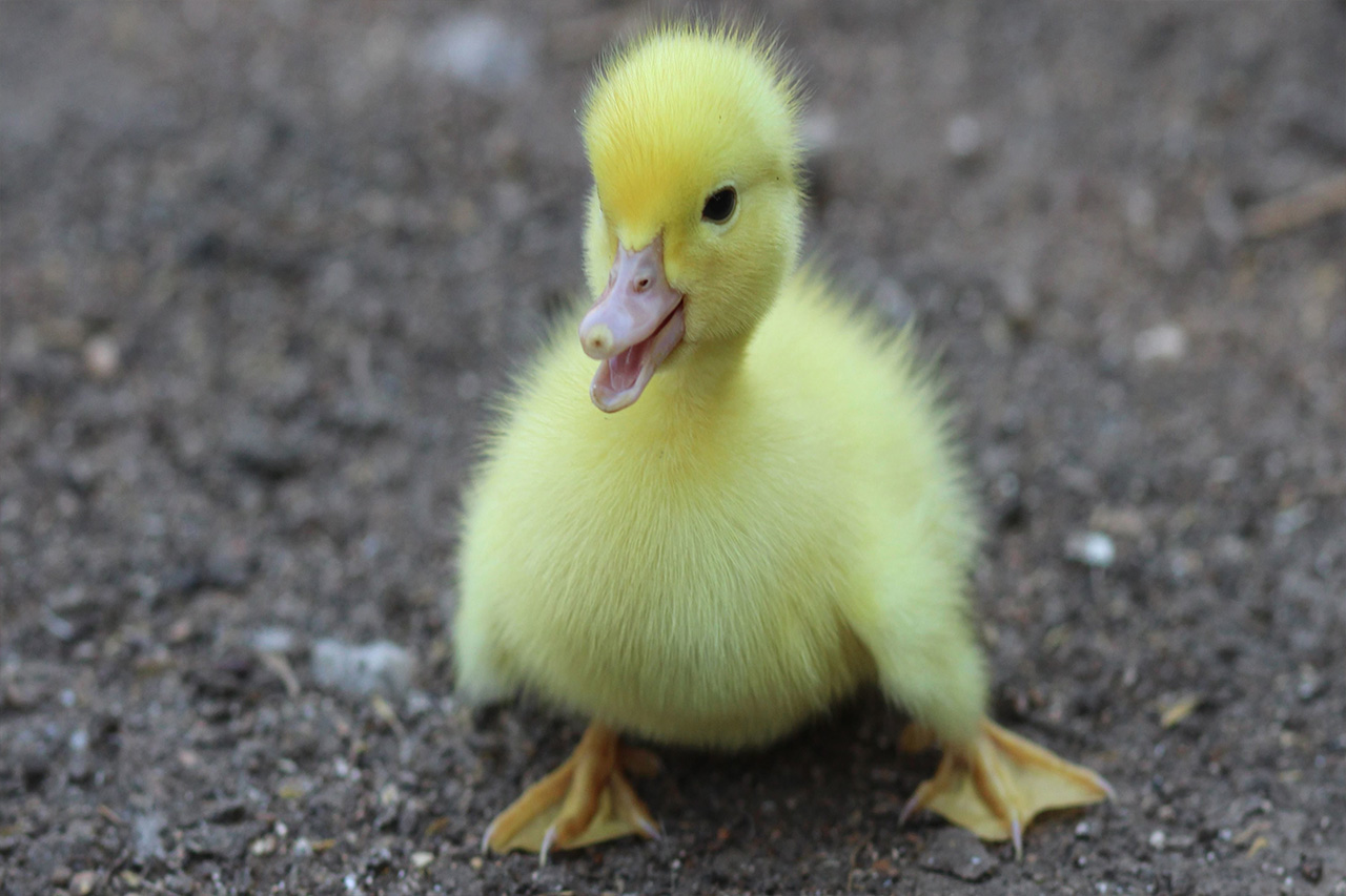 Yellow Baby Duck