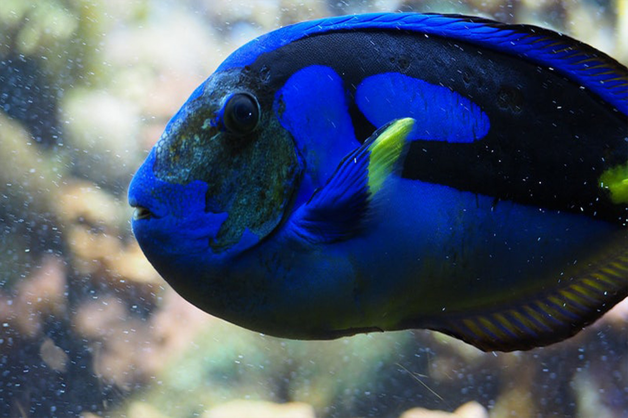 Royal Blue Tang Fish