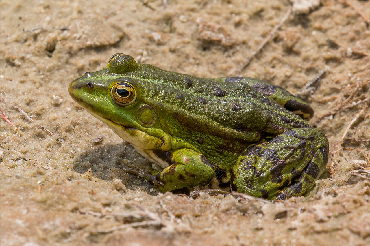 Green Frog