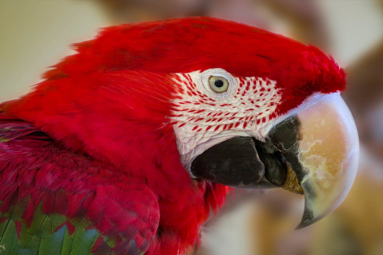 Red Macaw Head