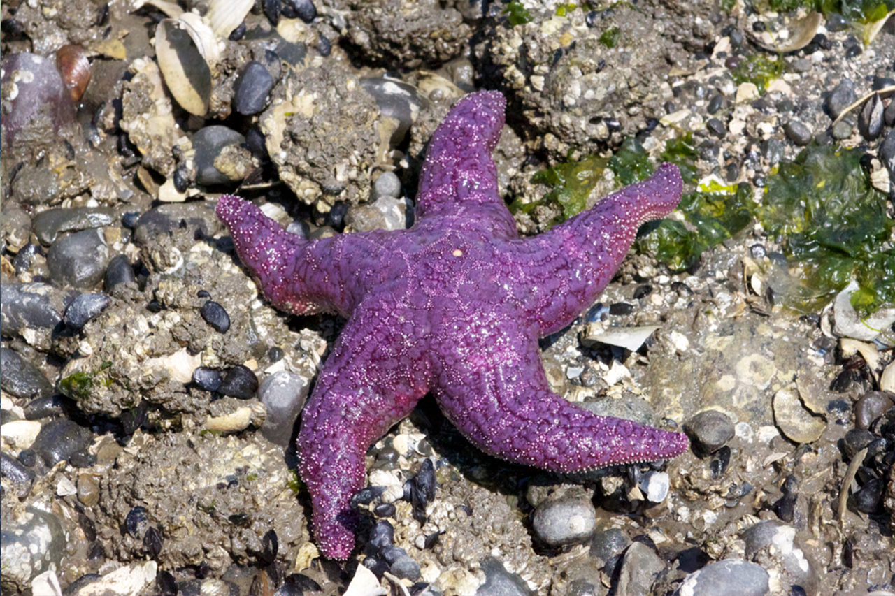 Purple Starfish on rocks