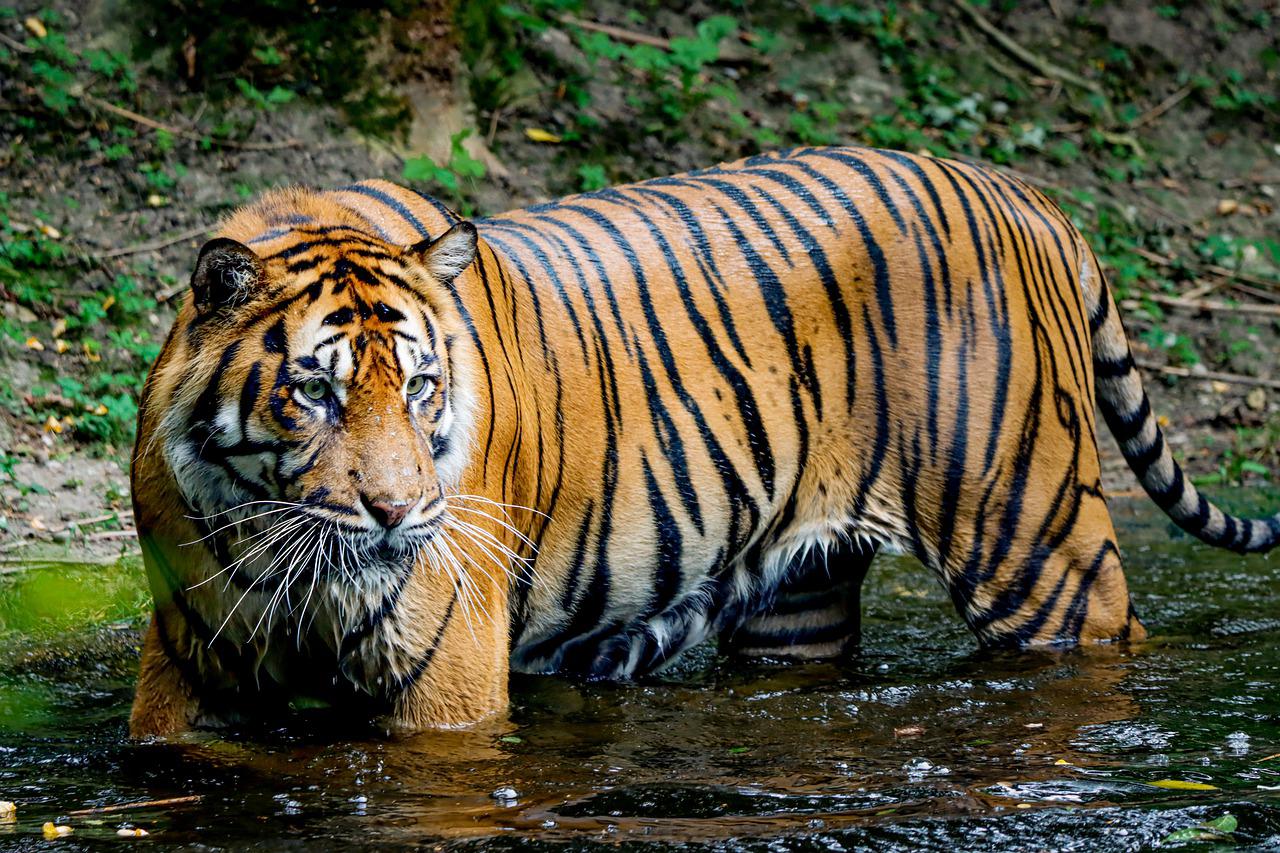 Orange Tiger in Water